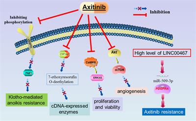 The multikinase inhibitor axitinib in the treatment of advanced hepatocellular carcinoma: the current clinical applications and the molecular mechanisms